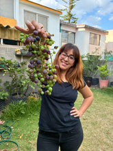 Cargar imagen en el visor de la galería, 🍋 Clase EN VIVO: Frutales en Maceta + Grabación + Guía PDF nueva (28 Julio - 8PM)